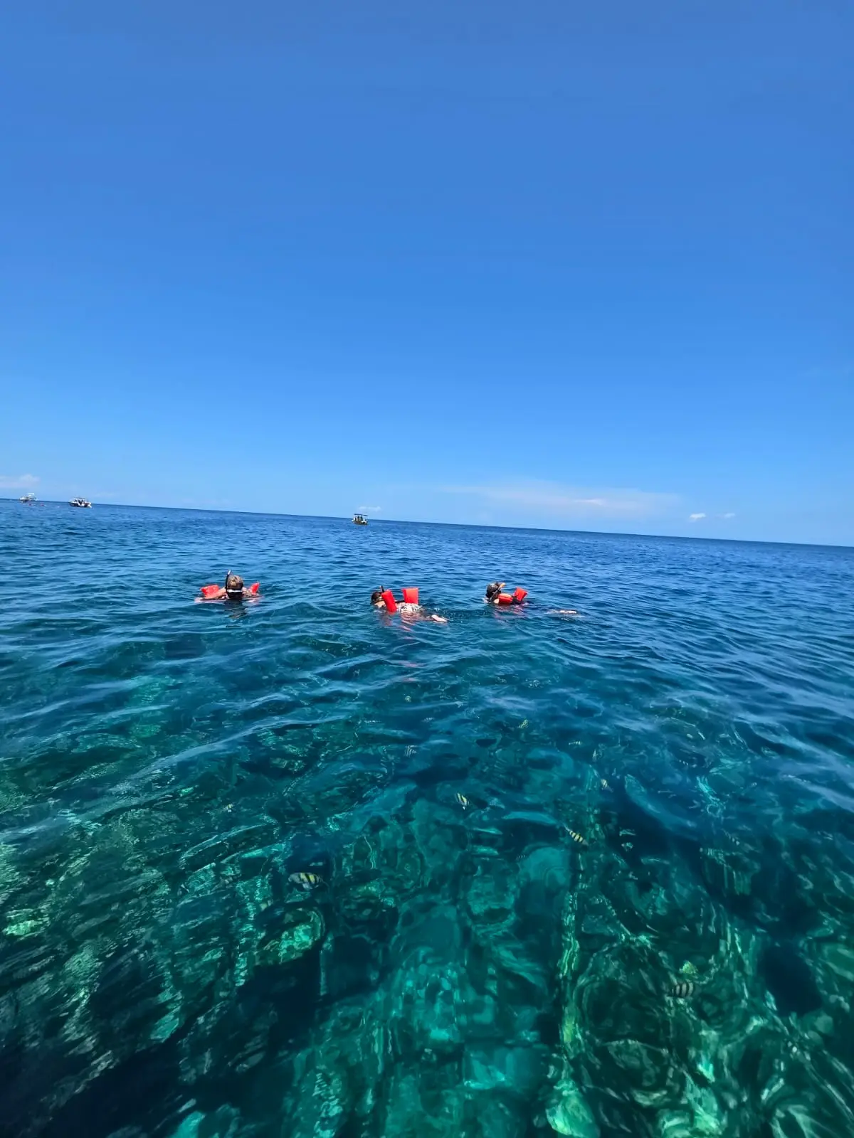 Roatan Land Sea Tour – Zipline Snorkeling Beach - Image 9