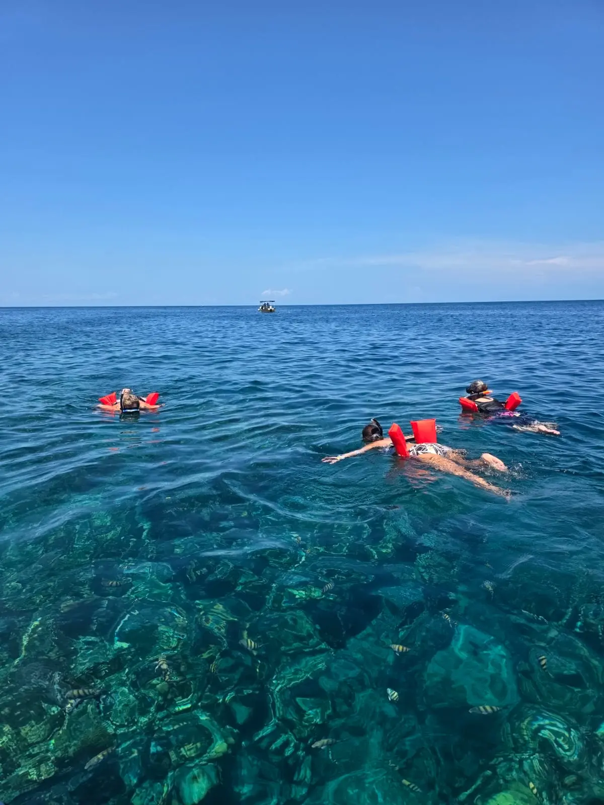 Roatan Land Sea Tour – Zipline Snorkeling Beach - Image 6