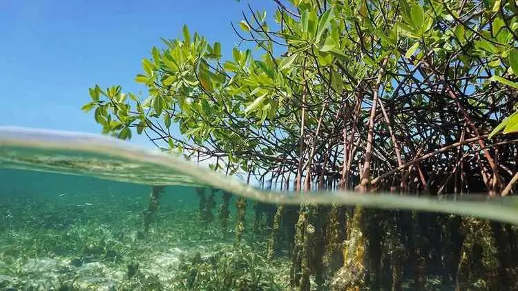 Roatan West Mangrove Beach Tour – Island & Reef Experience