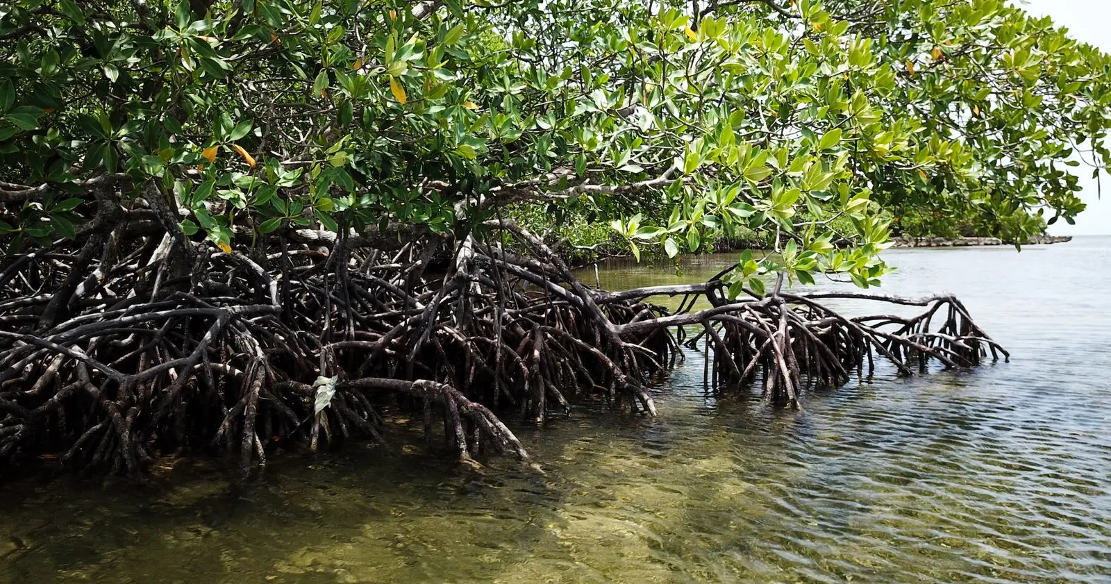 Roatan West Mangrove Beach Tour – Island & Reef Experience - Image 3