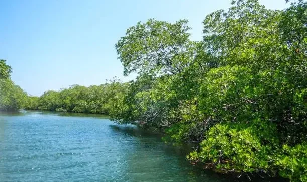 Roatan West Mangrove Beach Tour – Island & Reef Experience - Image 4